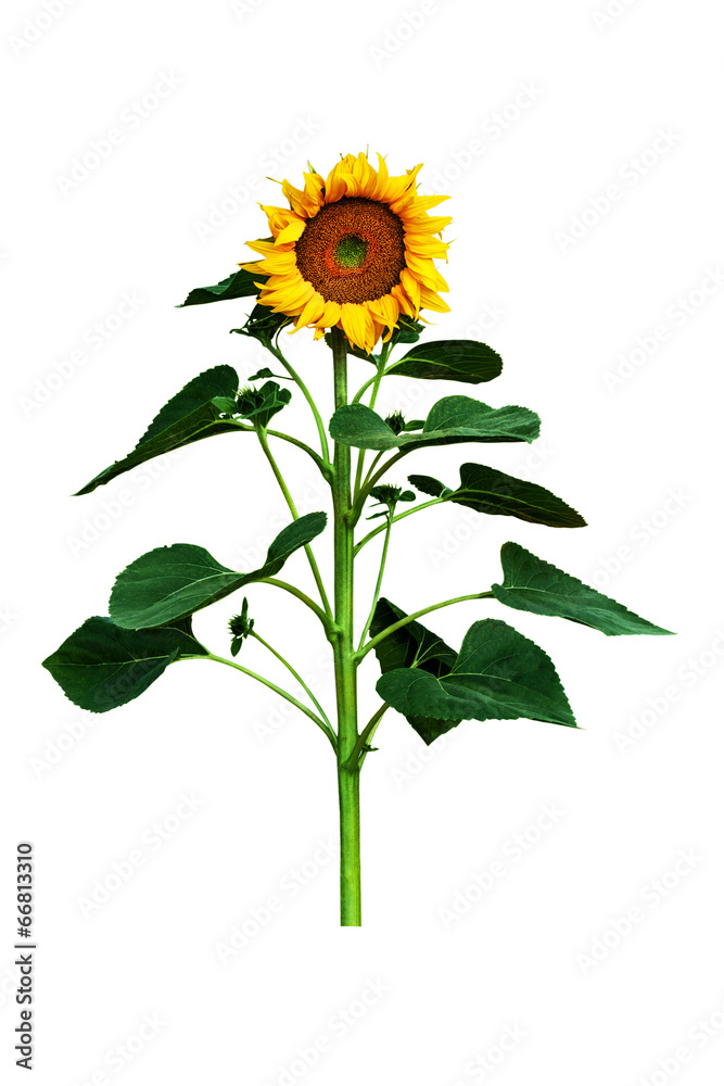 Fototapeta premium Sunflower isolated on white