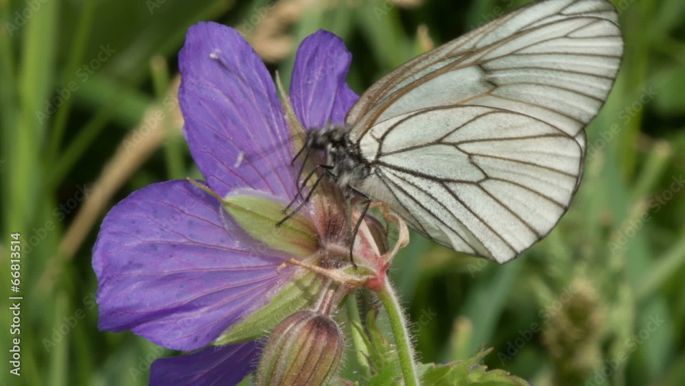 Black-veined White butterfly (Aporia crataegi) on blue flowers Black-veined White butterfly (Aporia crataegi) on blue flowers