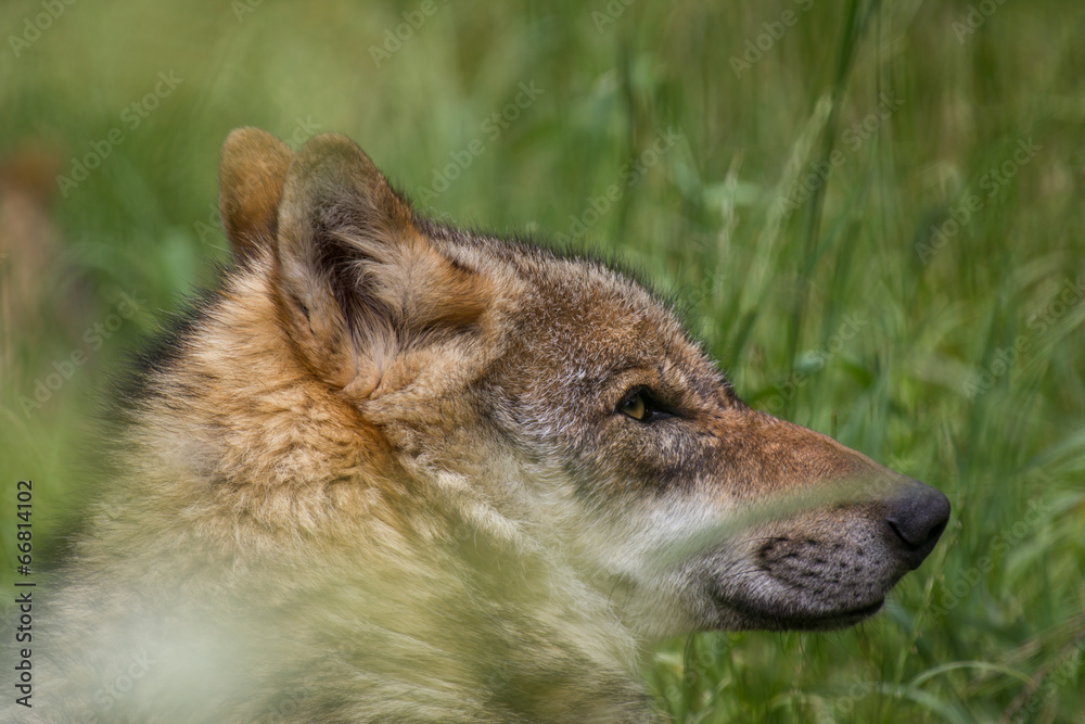 european grey wolf european grey wolf