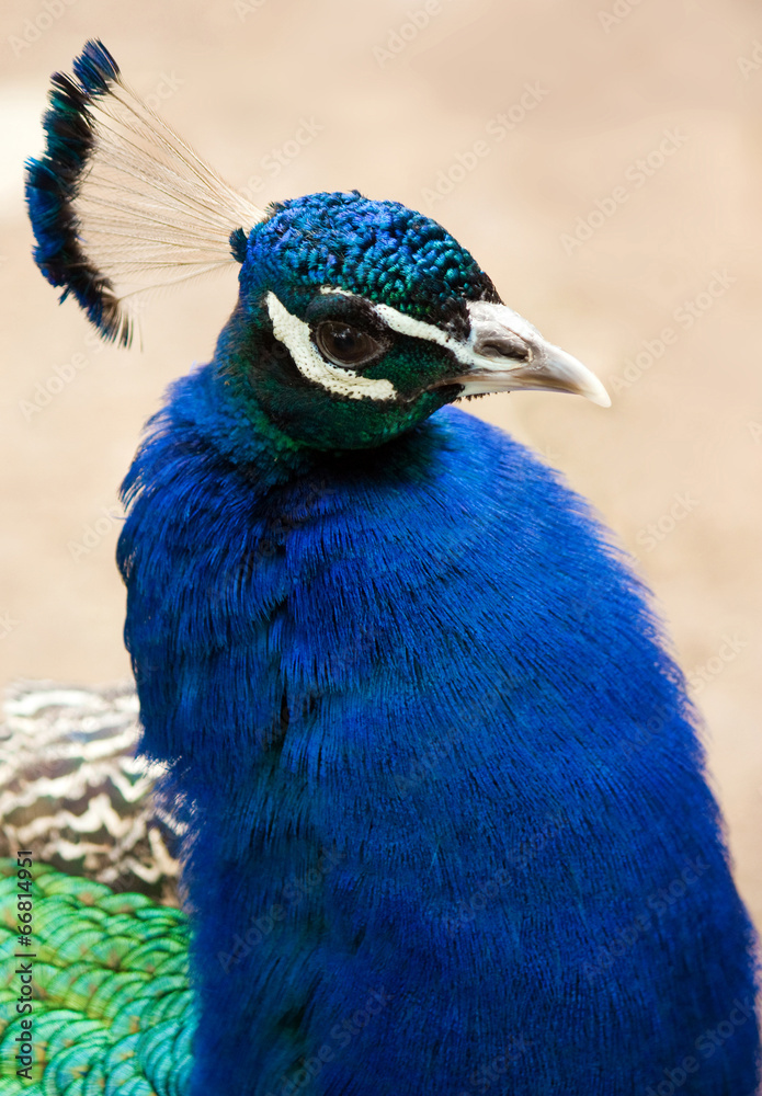 Peacock head