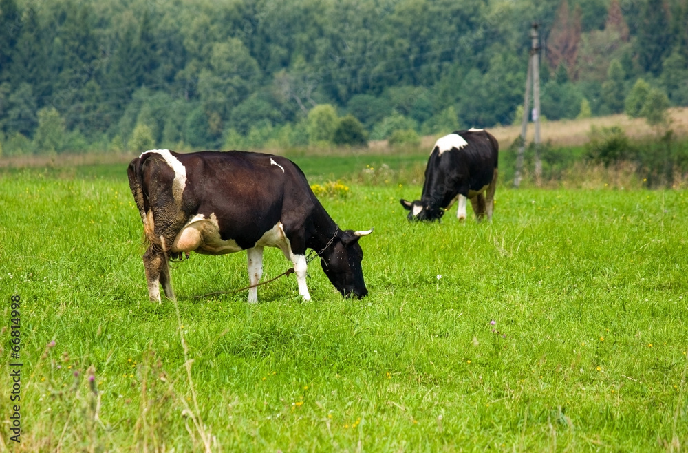 Two cows grazing on meadow Two cows grazing on meadow