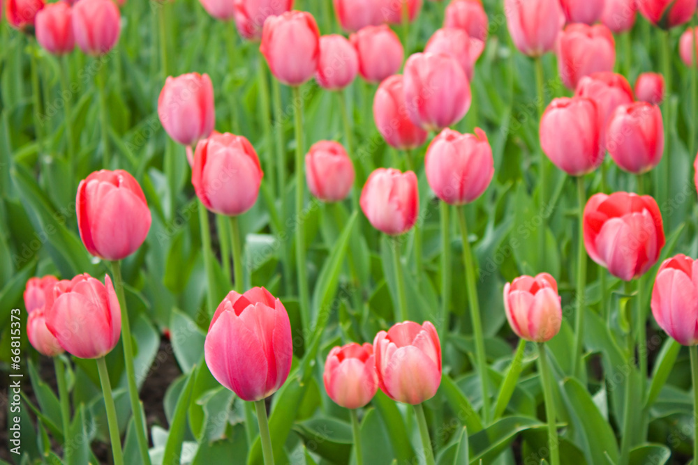 Red tulips on field