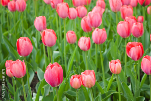 Red tulips on field