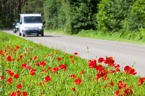 Poppies growing right near the asphalt road.