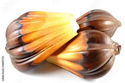Nipa palm fruit, Nypa fruticans