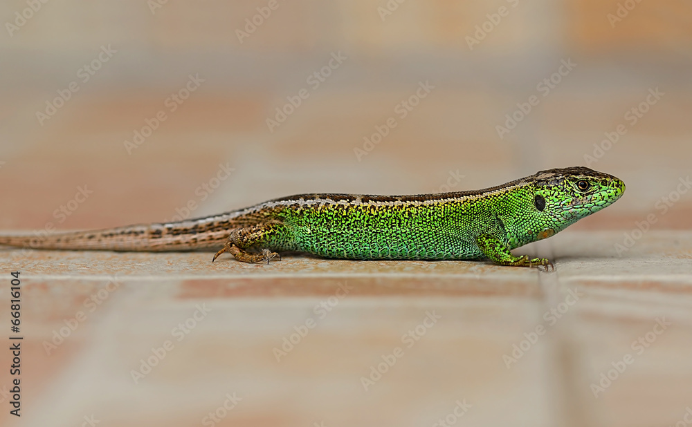 Fototapeta premium Lizard