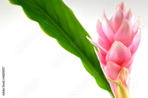 Pink ginger flower, Alpinia purpurata