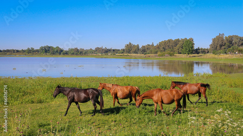 Chevaux Réserve Parc national de Doñana Donana