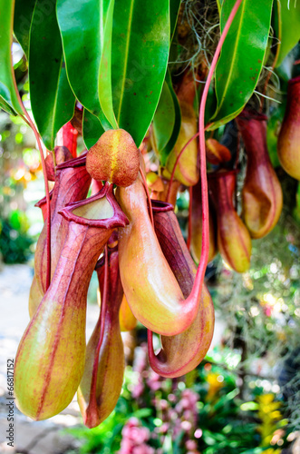 Colorful Nepenthes ampullaria in Garden photo