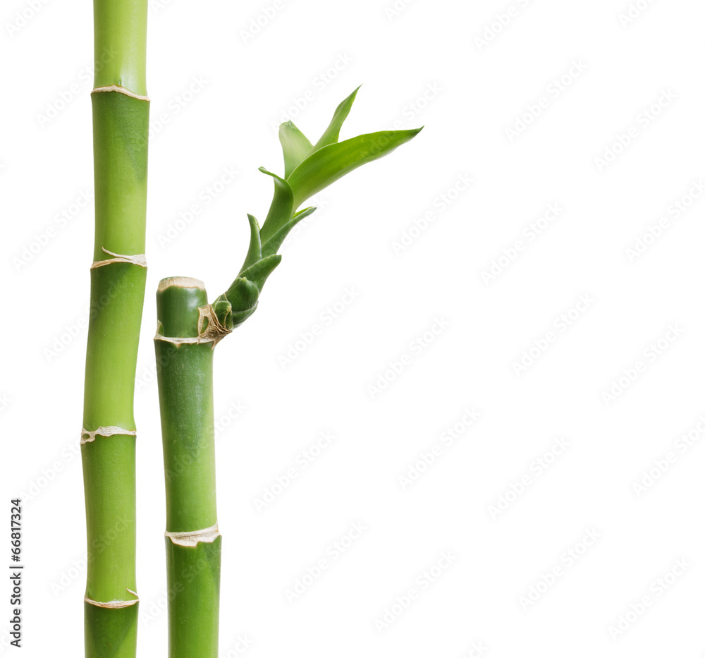 Fototapeta premium Bambus odizolowywający na bielu