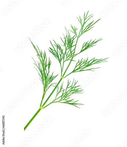 dill herb leaf close up macro isolated on white background