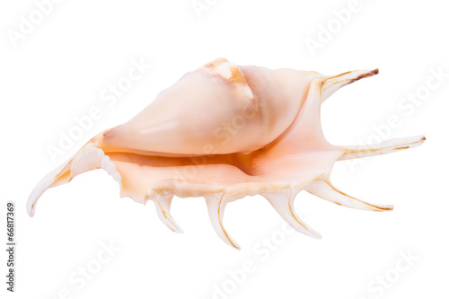 Shell isolated on white