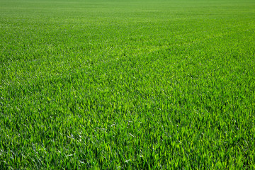 green grass
