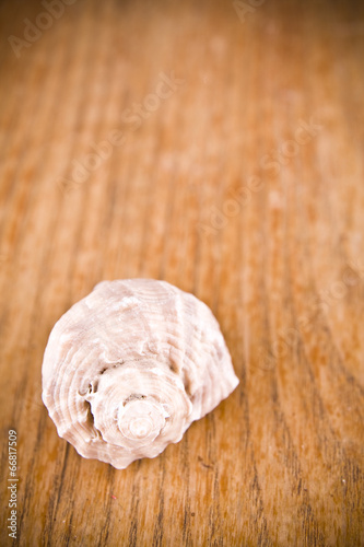 sea shell on wooden background