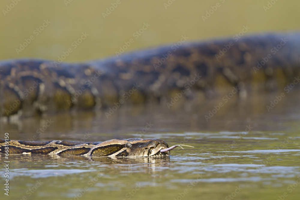 Obraz premium Asian Python in river in Nepal