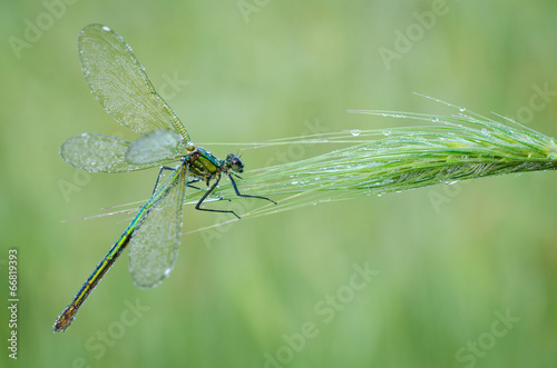 Macro of damselfly