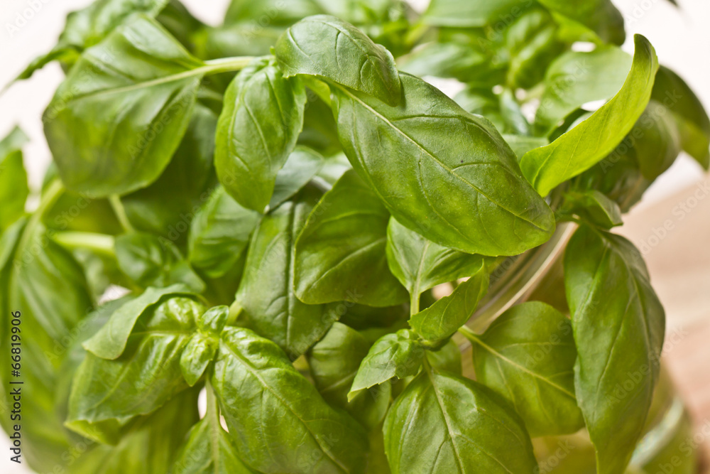 Fresh basil on a wooden board Fresh basil on a wooden board