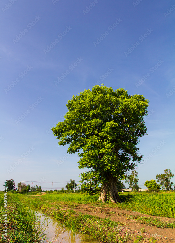 Fototapeta premium Green tree with a large trunk on a rice growing beautifully
