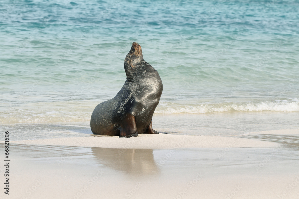 Fototapeta premium Imposing male of Sea Lion