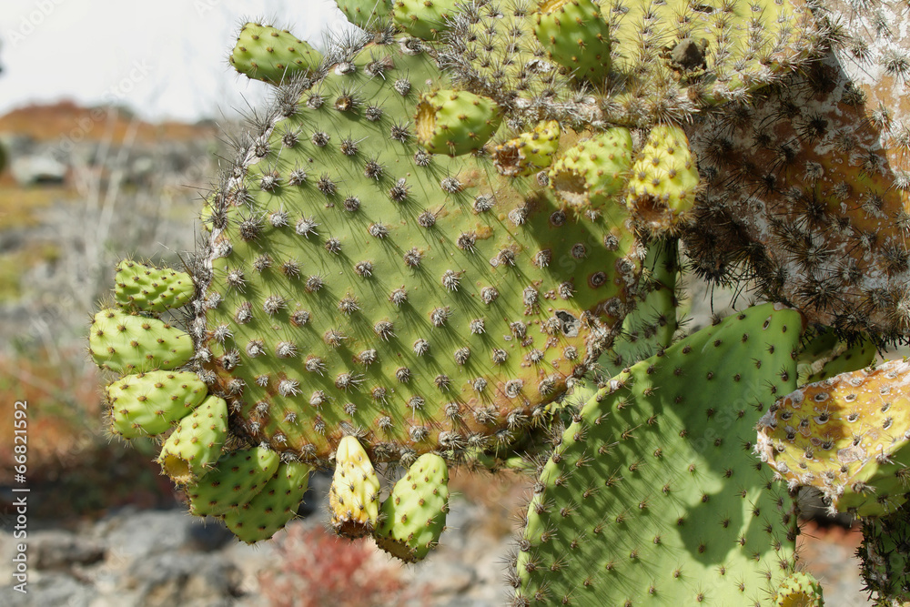 Detail of cactus in South Plaza island