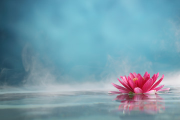 water lily
