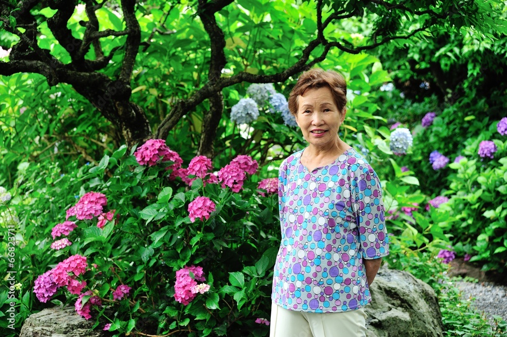 紫陽花の咲く庭と高齢者の女性