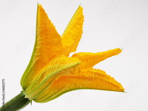 Billede på lærred fleur de courgette