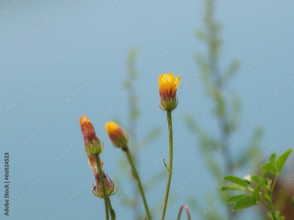 Beautiful dandelion flowers background Beautiful dandelion flowers background