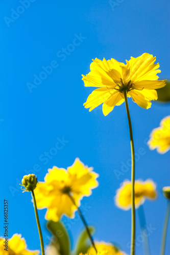 Fototapeta Naklejka Na Ścianę i Meble -  Yellow Cosmos flower