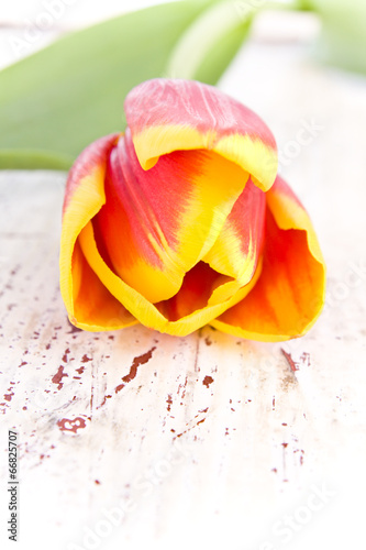 color tulip