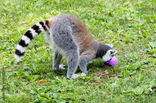 lemure gioca con la palla