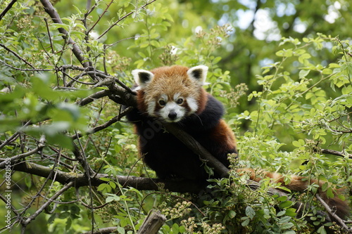 Fototapeta Naklejka Na Ścianę i Meble -  kleiner Panda