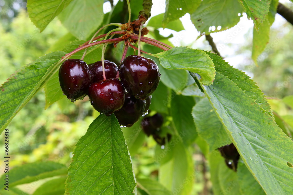 Kirschen - Cherries Kirschen - Cherries