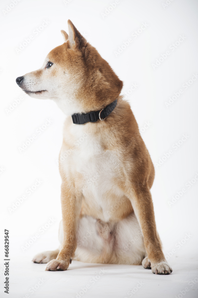 Shiba inu dog isolated on white