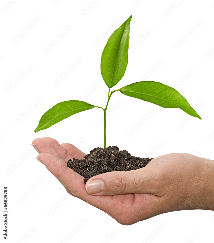 Sapling in hand