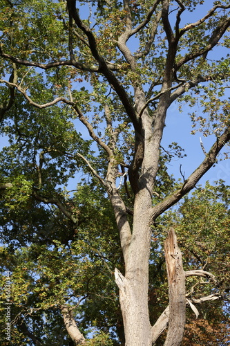 Chêne (quercus)