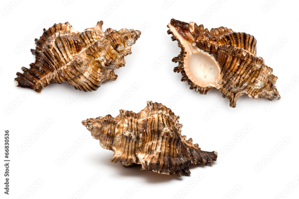 three sea shells on a white background three sea shells on a white background
