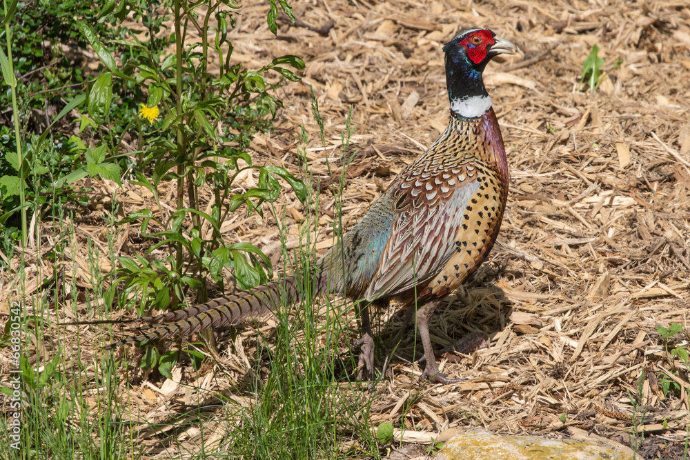 Fototapeta premium Male Pheasant