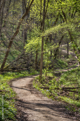 Hiking path in Minnesota forest