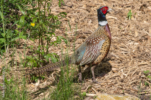 Male Pheasant