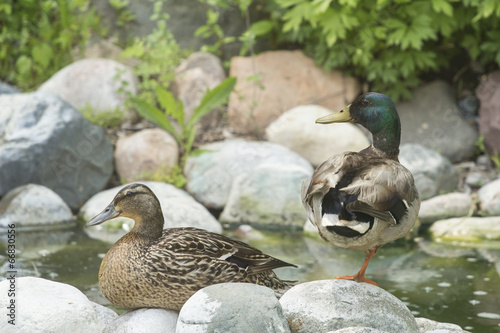 Mallard Female and Male at pond