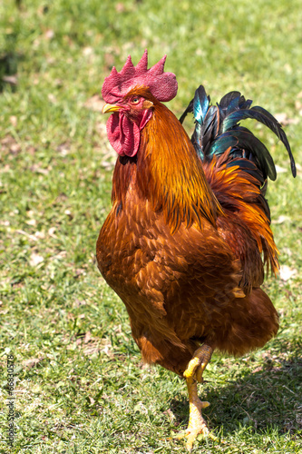 Fancy Rooster walking in grass