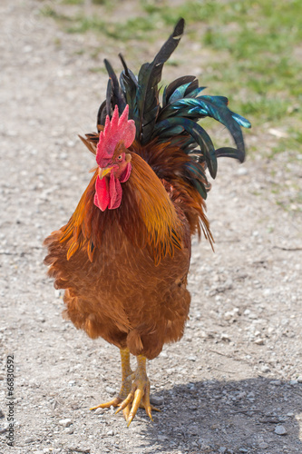 Fancy Rooster