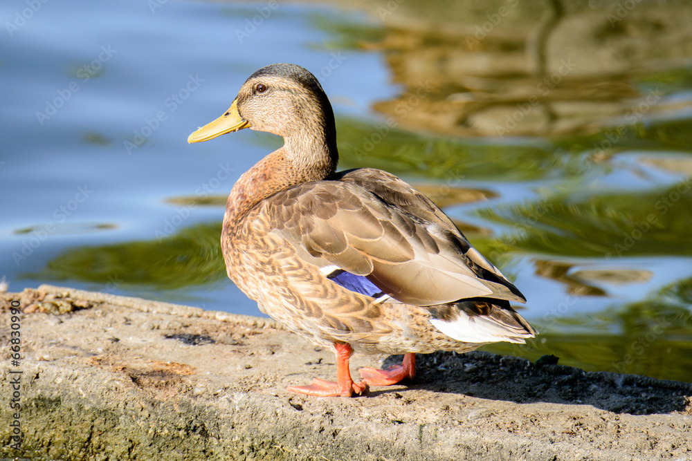 Ente im Abendlicht Ente im Abendlicht