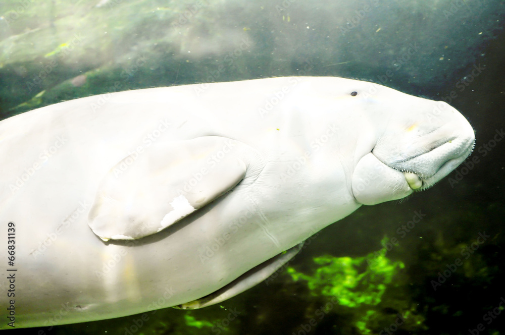 Fototapeta premium dugong dugon
