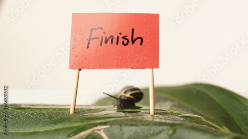 snail crawling over finish line