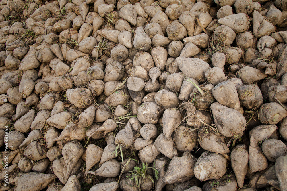 sugar Beet root sugar Beet root
