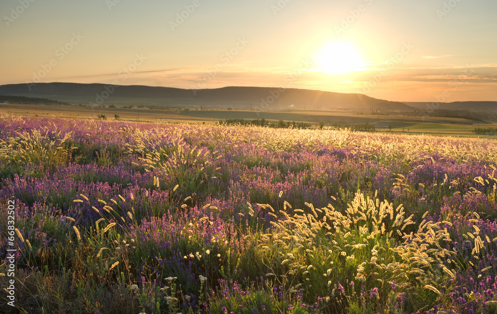Naklejka premium sunset on summer mountain meadow.