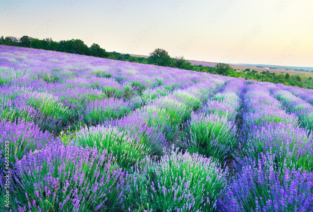 Fototapeta premium Meadow of lavender.