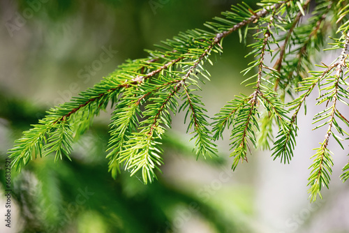 Pine tree branch closeup